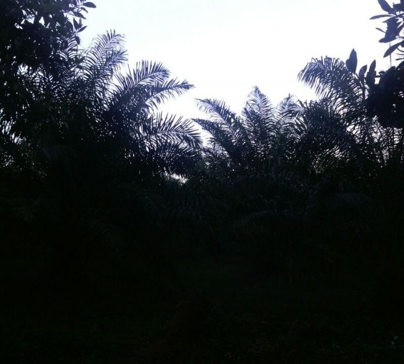 finca.1